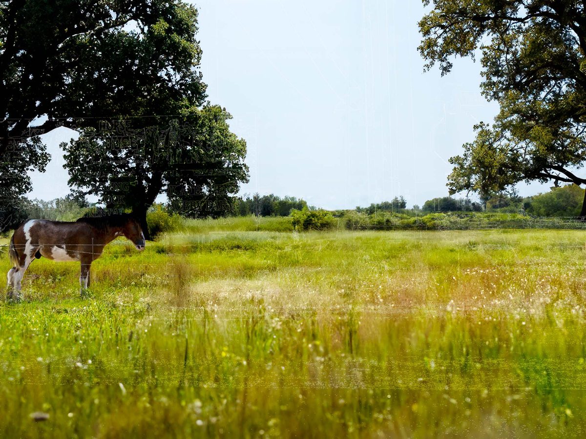 Ideal Pasture thumbnail