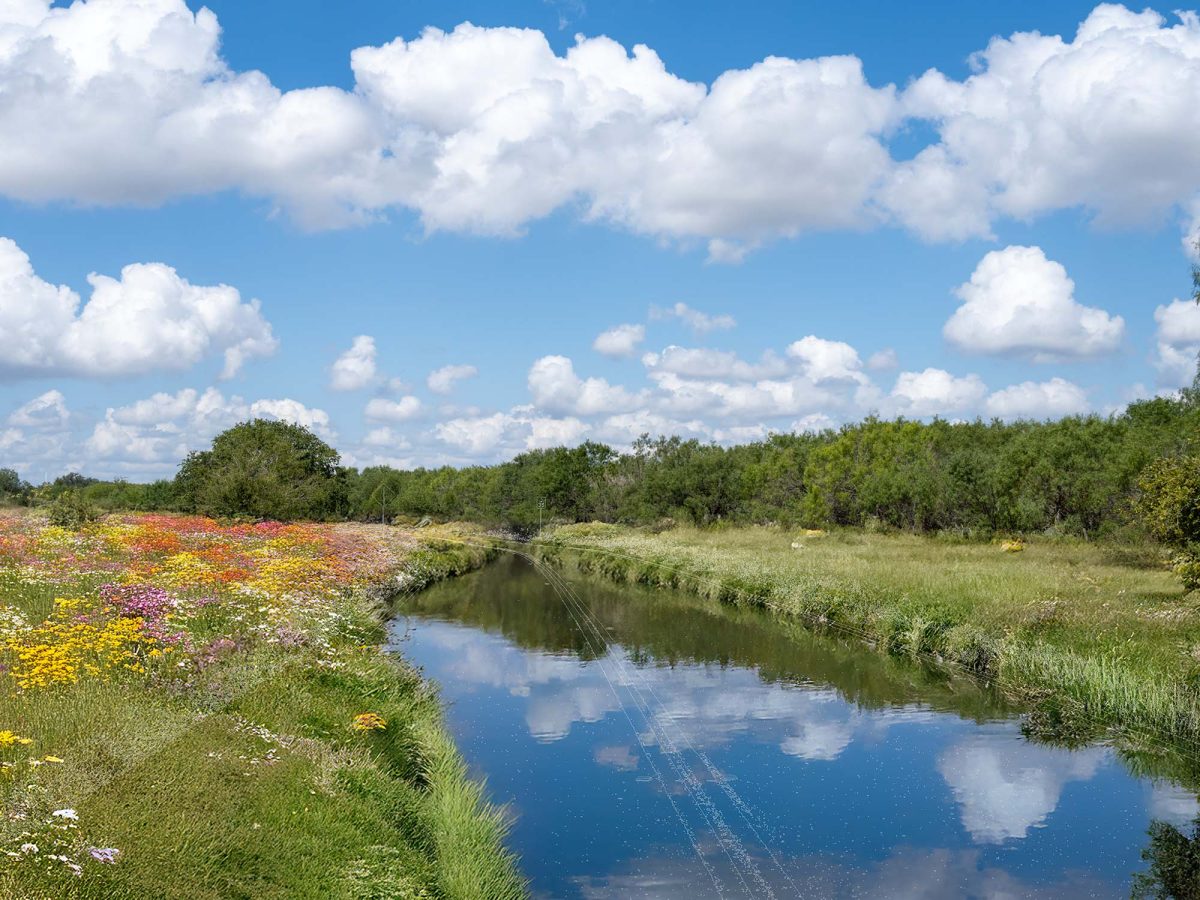 Nature's Design thumbnail